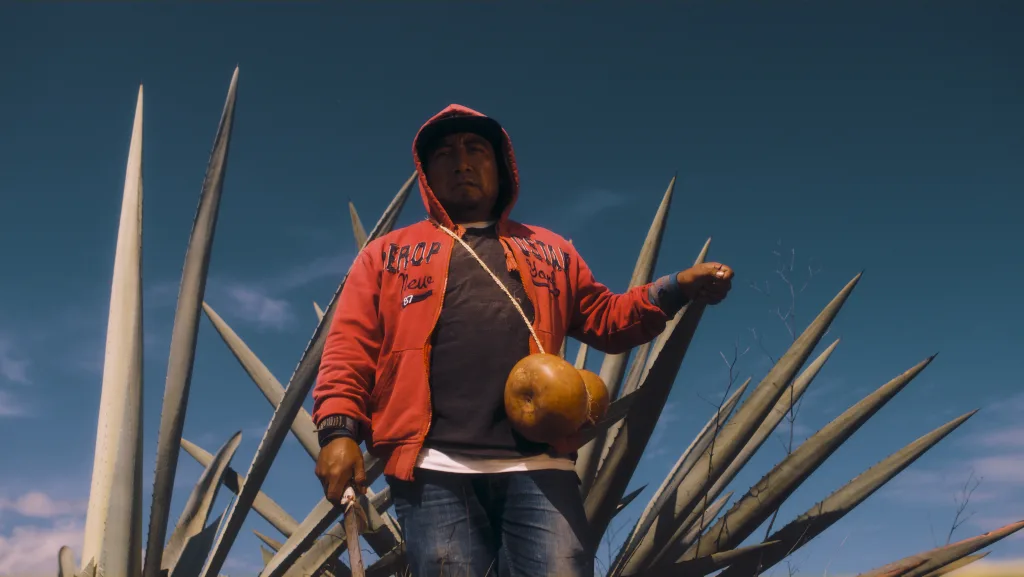 Mezcal Xhigabaa. Worker in athe harvest field