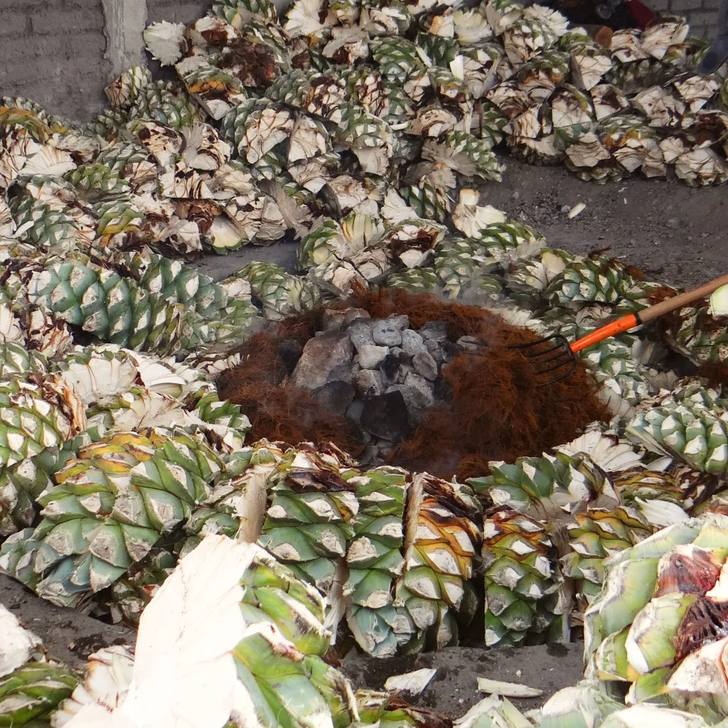 The Maestro of mezcal Xhigabaa. Cooking the agave