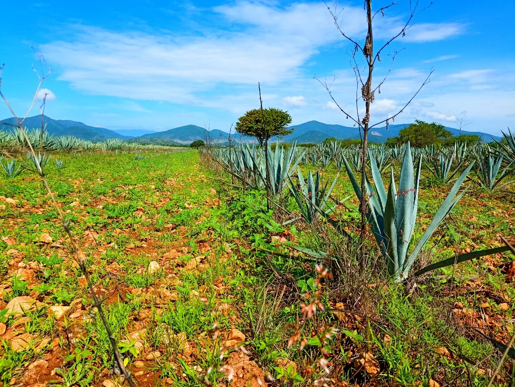 The Maestro of mezcal Xhigabaa. Agave sowing field